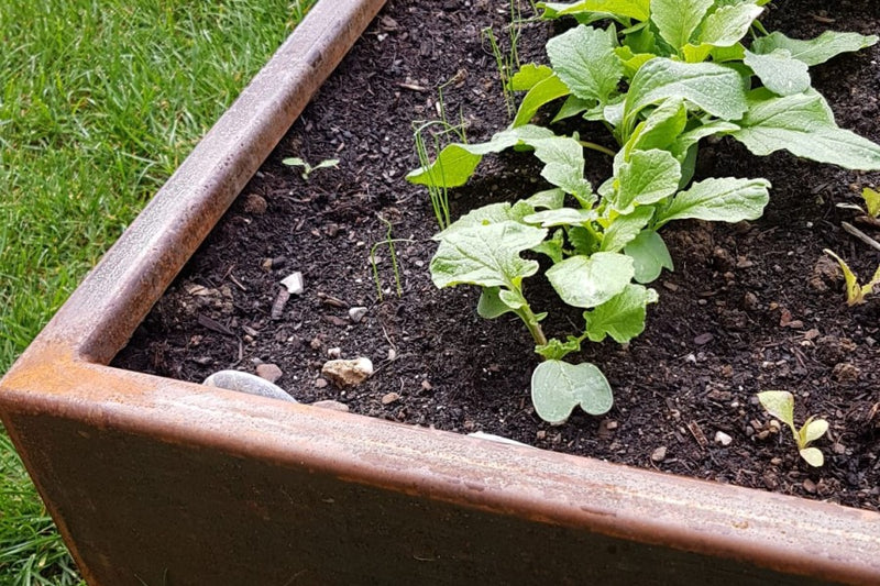 Detail: Cortenstahl-Hochbeet mit rundum gekanteter Oberkante